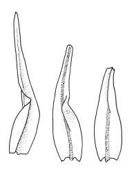 Macromitrium gracile, branch leaves.
 Image: R.C. Wagstaff © All rights reserved. Redrawn with permission from Vitt (1983). 